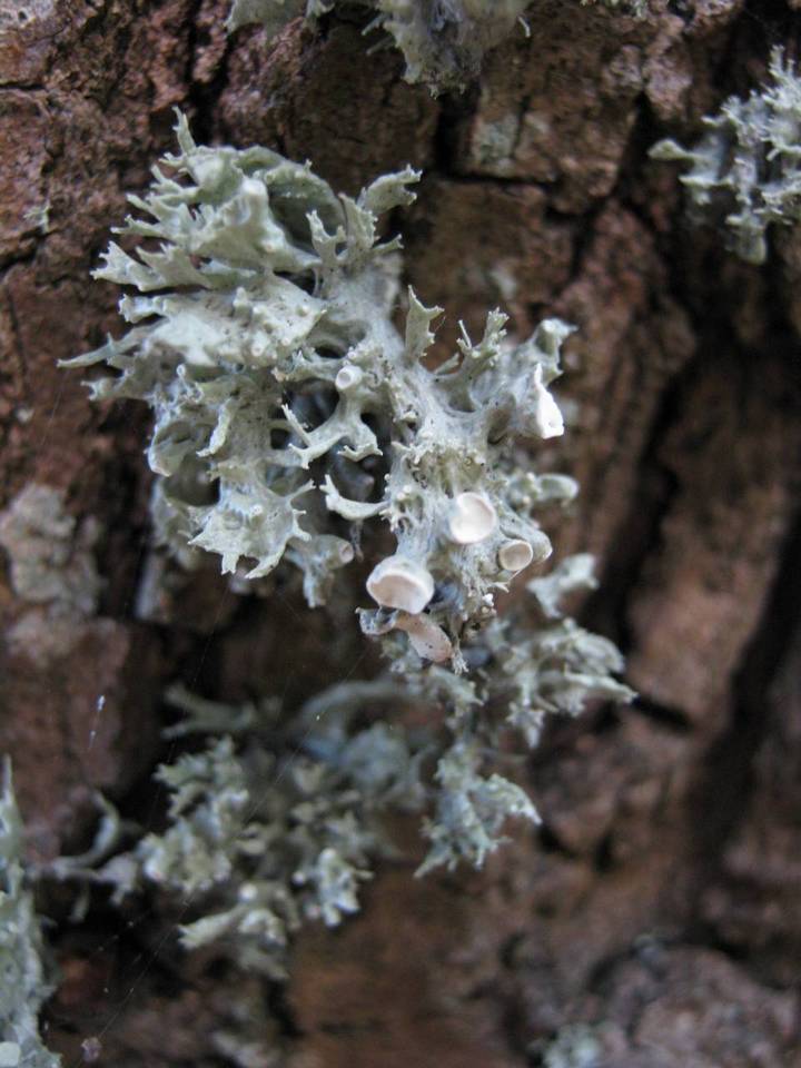 Ramalina fastigiata image