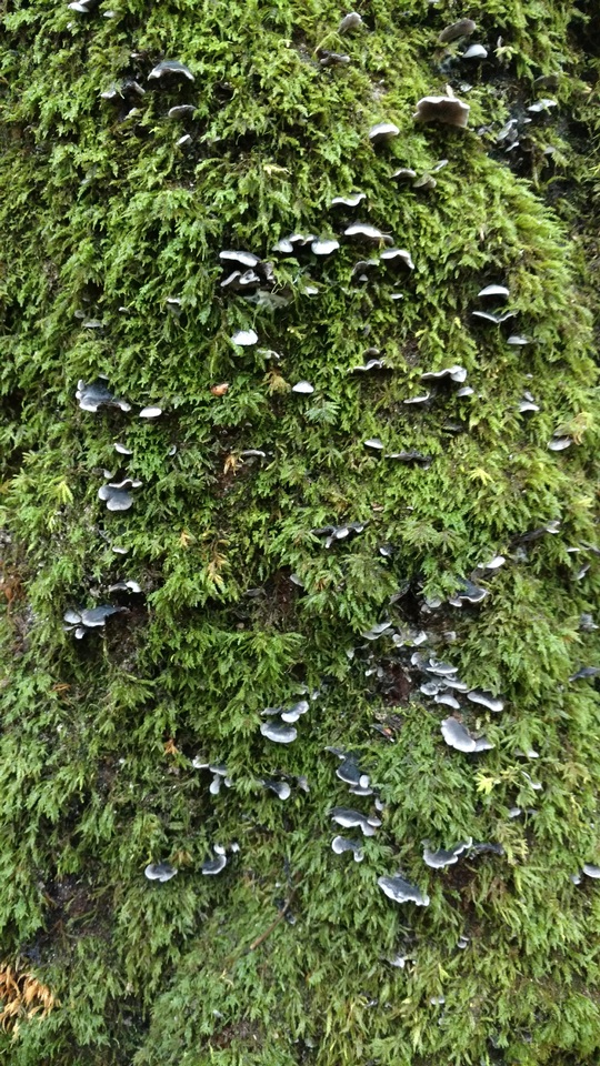 Resupinatus trichotis image