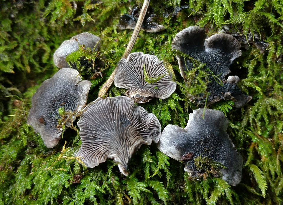 Resupinatus trichotis image