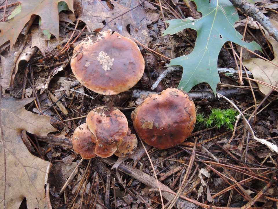 Tricholoma ferrugineum image