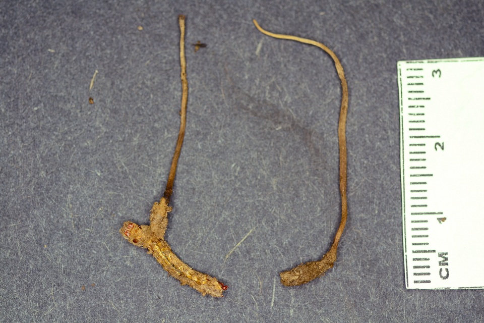 Cordyceps stylophora image