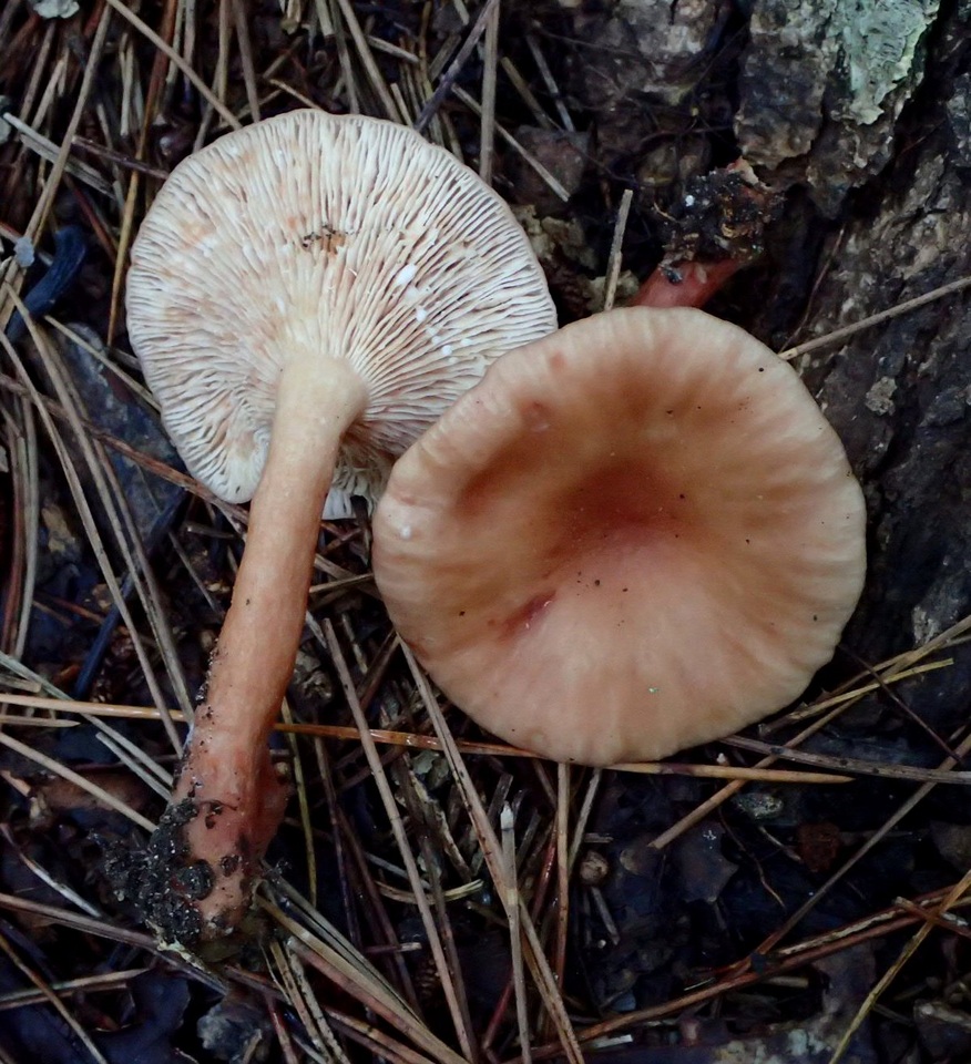 Lactarius badiopallescens image