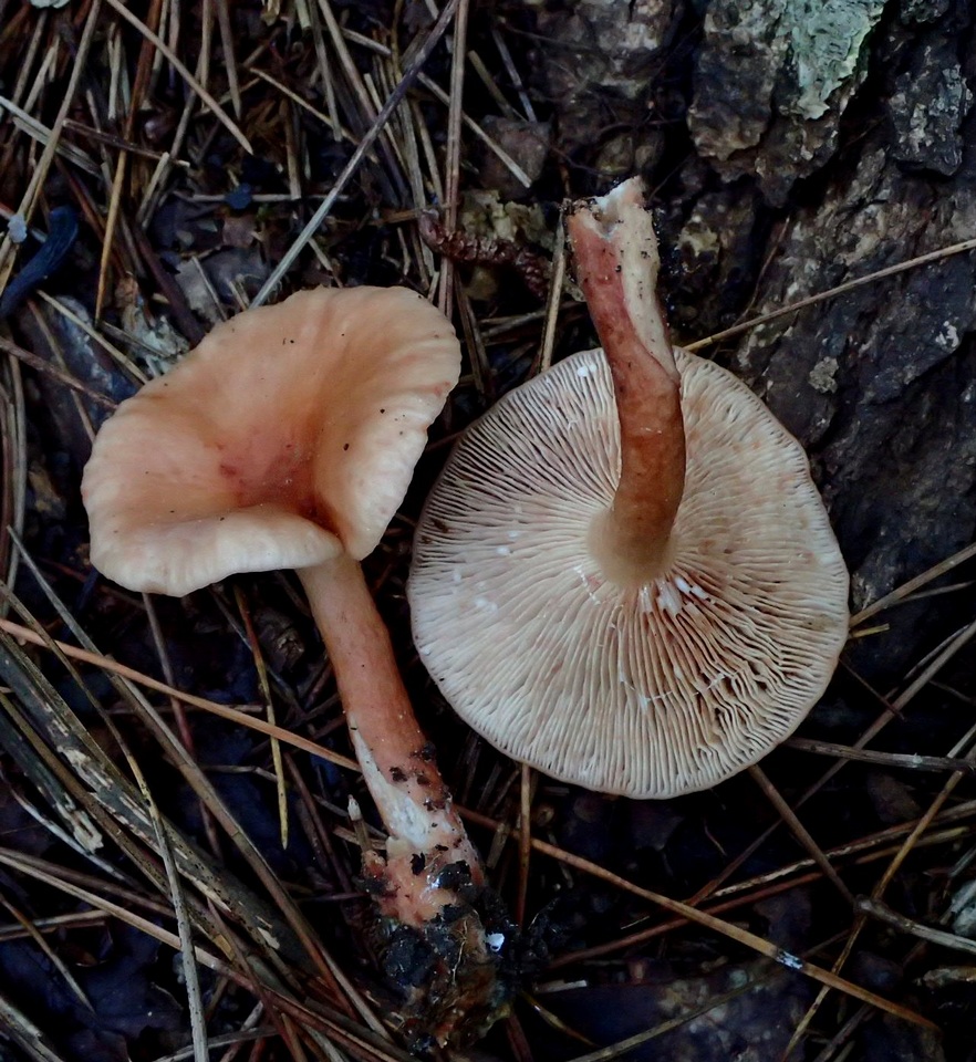 Lactarius badiopallescens image
