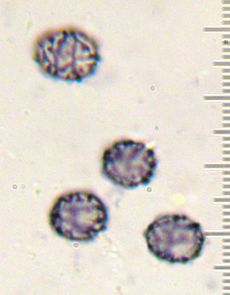 Lactarius badiopallescens image