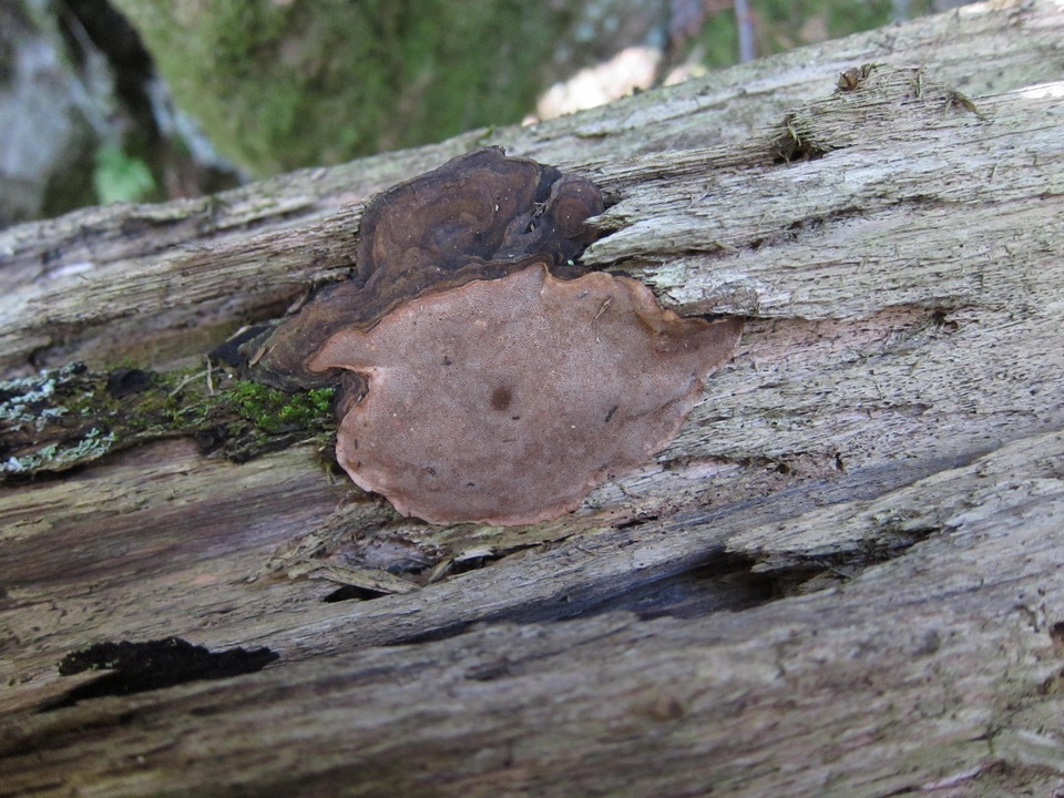 Phellopilus nigrolimitatus image