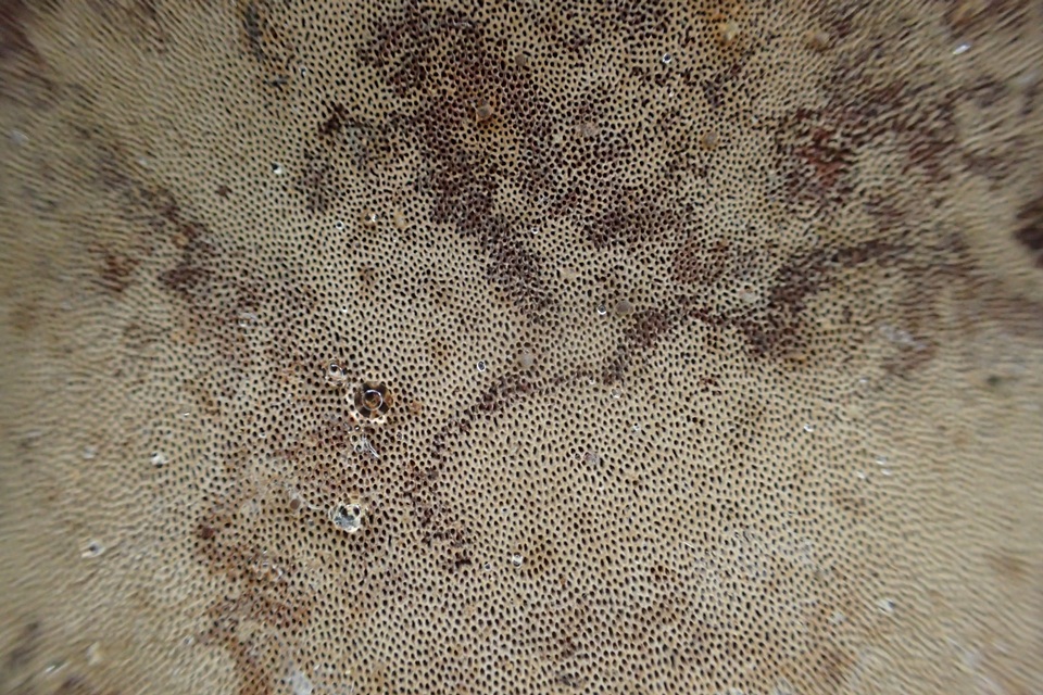 Phellopilus nigrolimitatus image