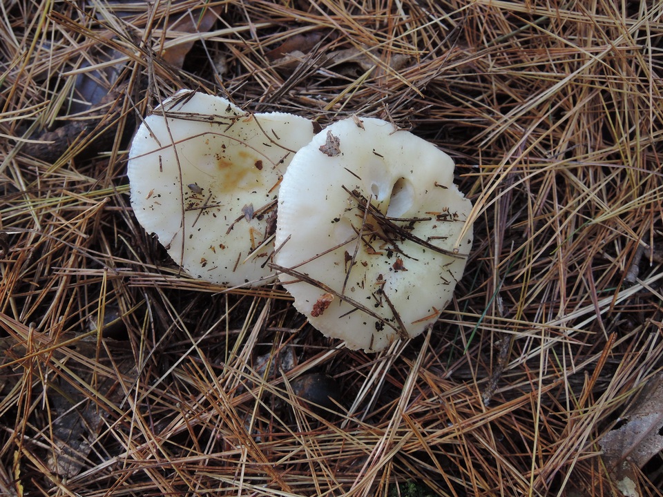 Russula perlactea image