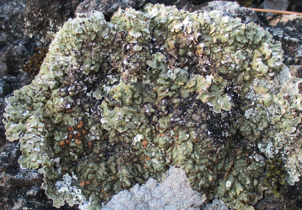 Squamarina cartilaginea var. cartilaginea image