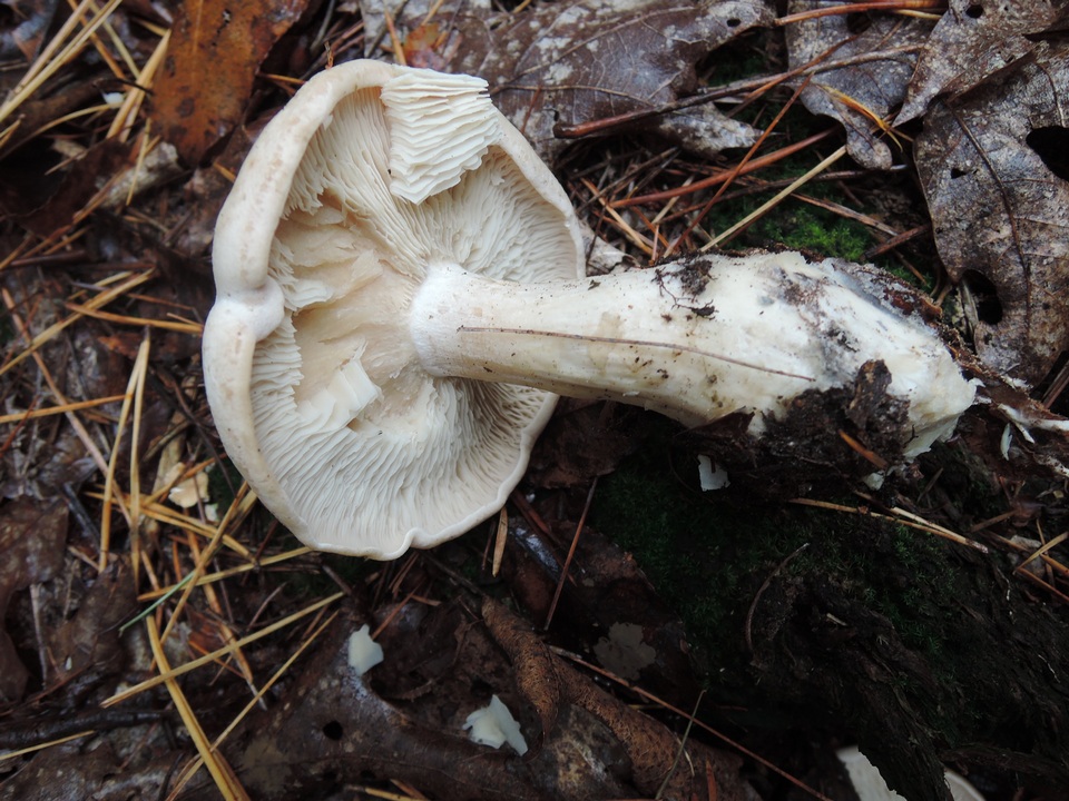 Clitocybe candida image