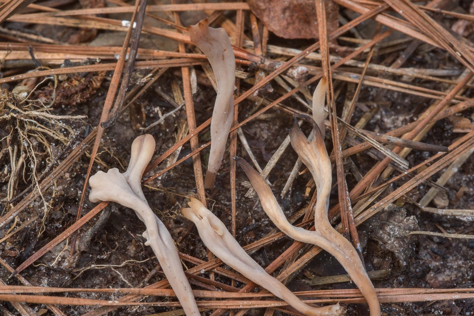 Clavulinopsis umbrinella image