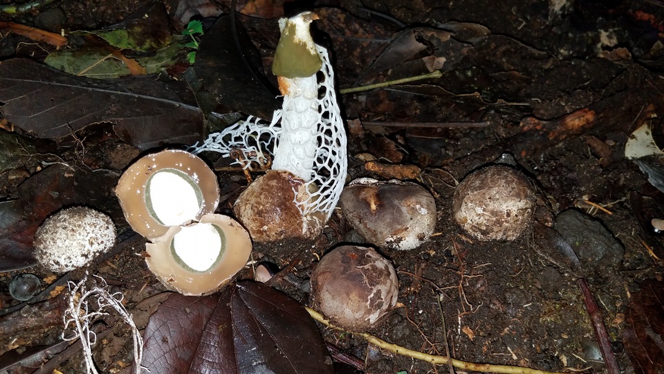Phallus aureolatus image