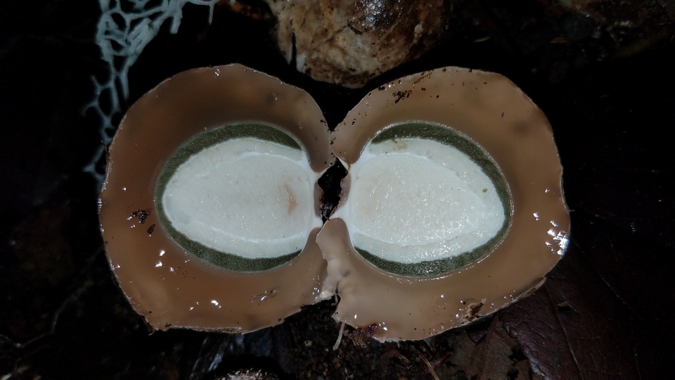 Phallus aureolatus image