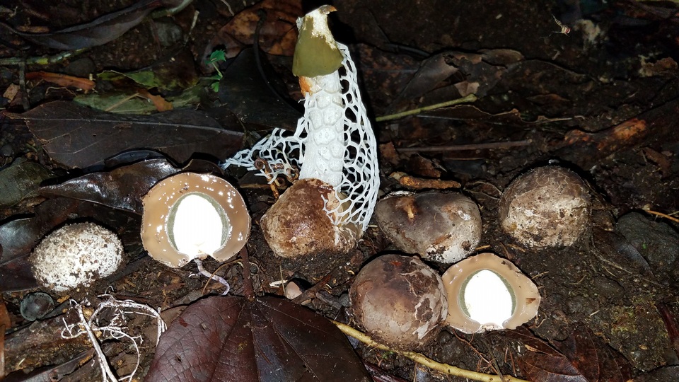Phallus aureolatus image