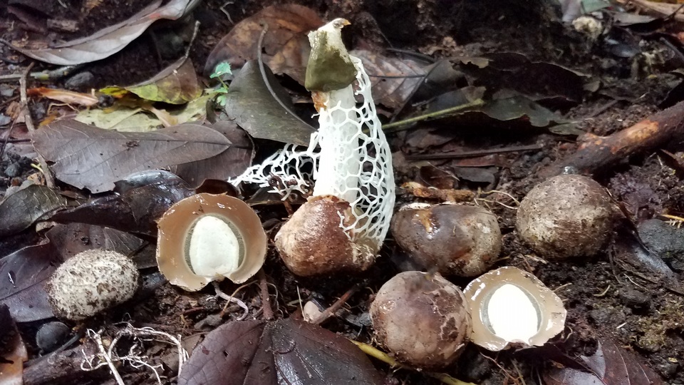 Phallus aureolatus image
