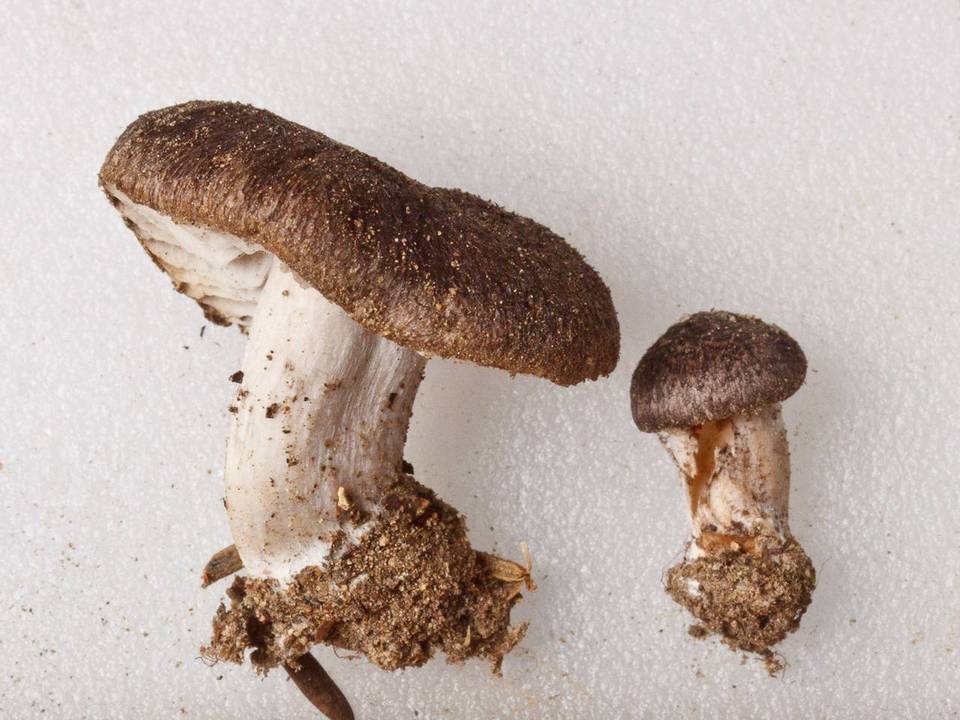 Tricholoma moseri image