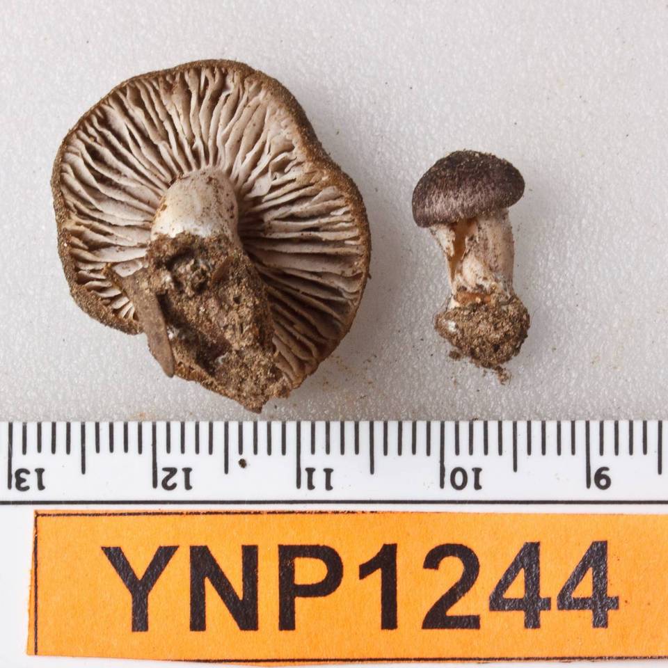 Tricholoma moseri image