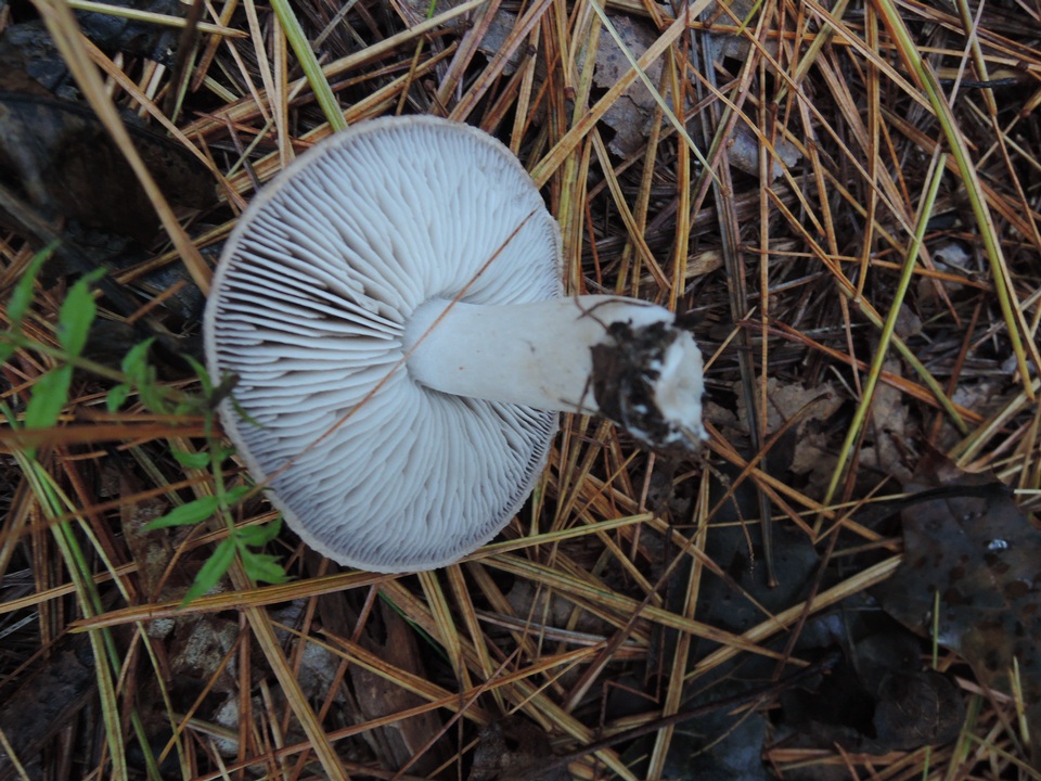 Tricholoma myomyces var. cystidiotum image