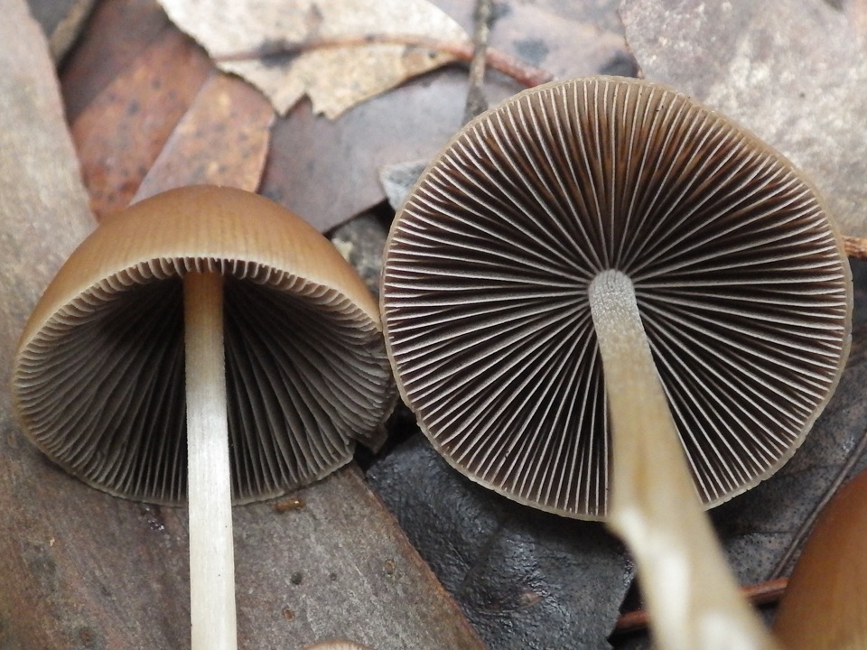 Parasola conopilea image
