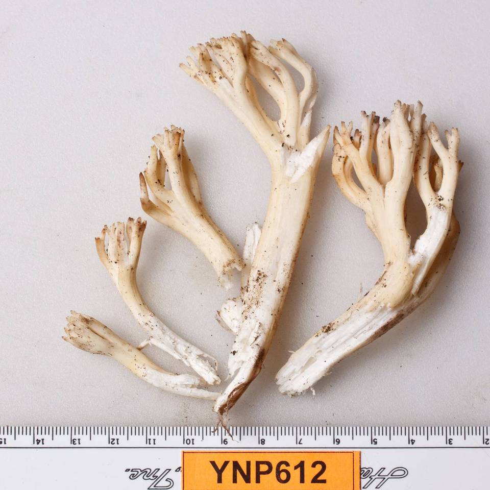 Ramaria thiersii image