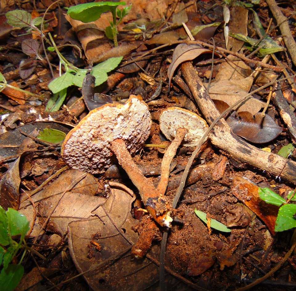 Lignosus sacer image