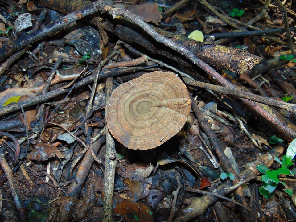 Lignosus sacer image