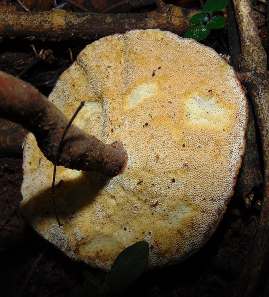 Lignosus image