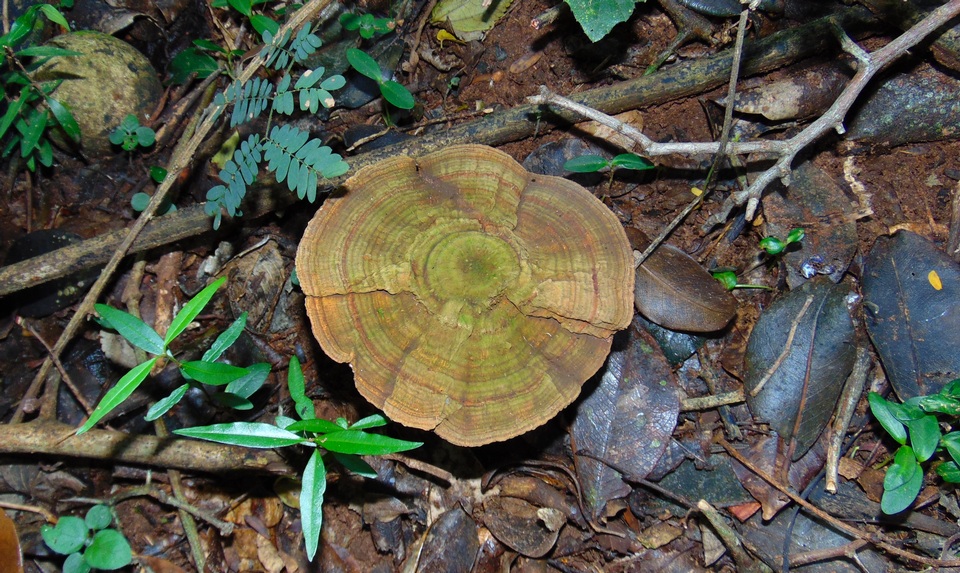 Lignosus sacer image