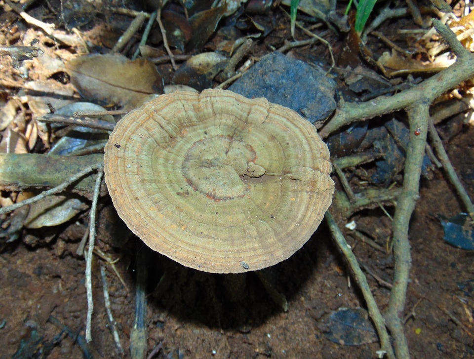 Lignosus image