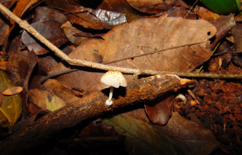Coprinopsis spelaiophila image