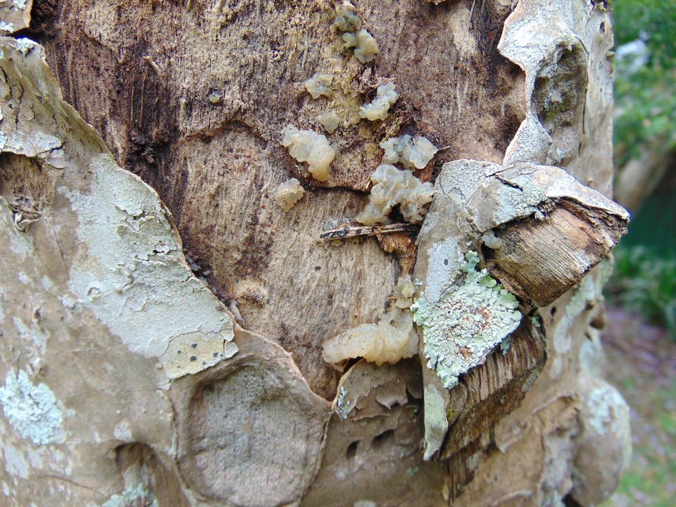 Tremella mesenterica f. crystallina image