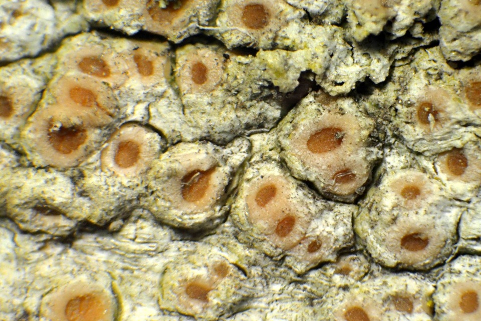 Topelia californica image