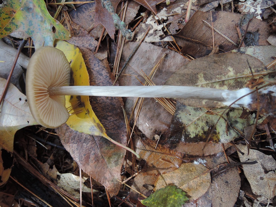 Entoloma hebes image