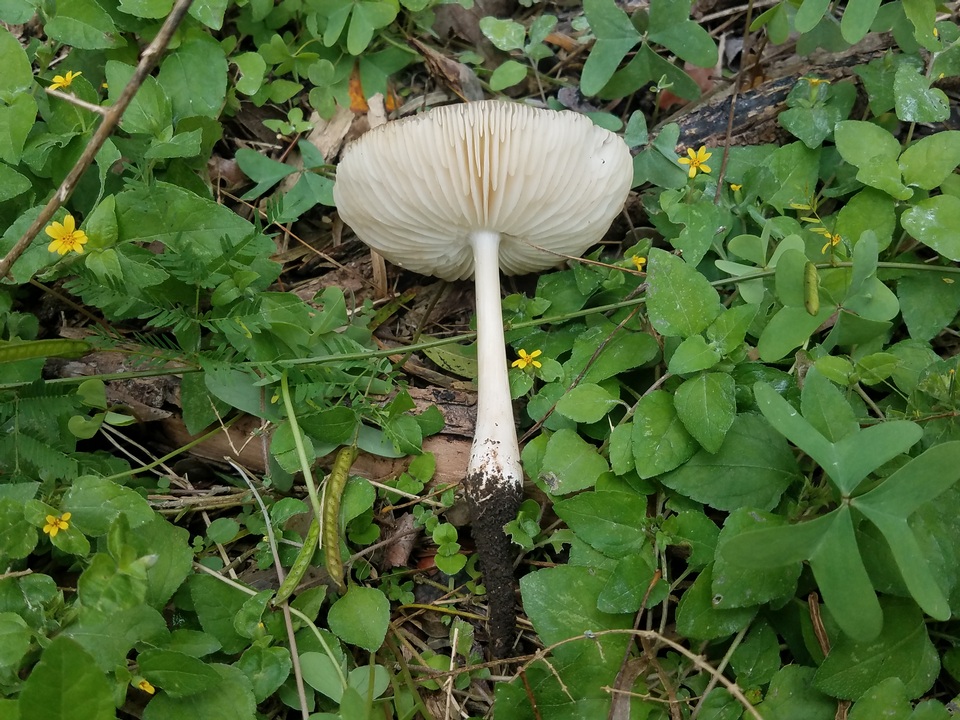Oudemansiella rubrobrunnescens image