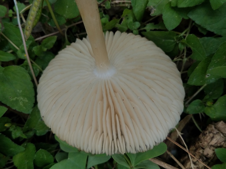 Oudemansiella rubrobrunnescens image