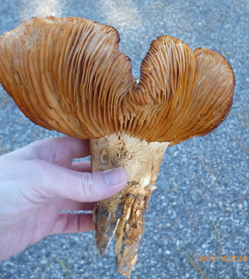 Tricholoma grave image
