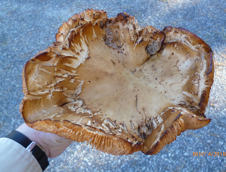 Tricholoma grave image