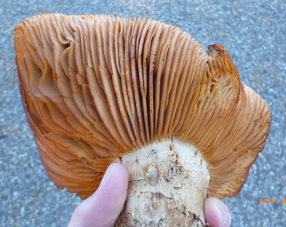 Tricholoma grave image