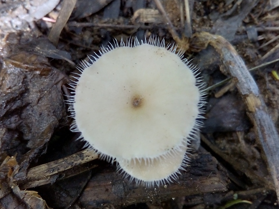 Lentinus swartzii image