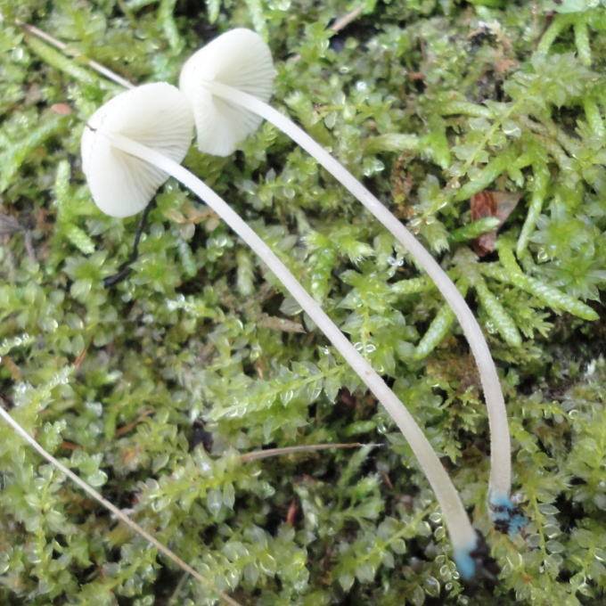 Mycena cyanorhiza image