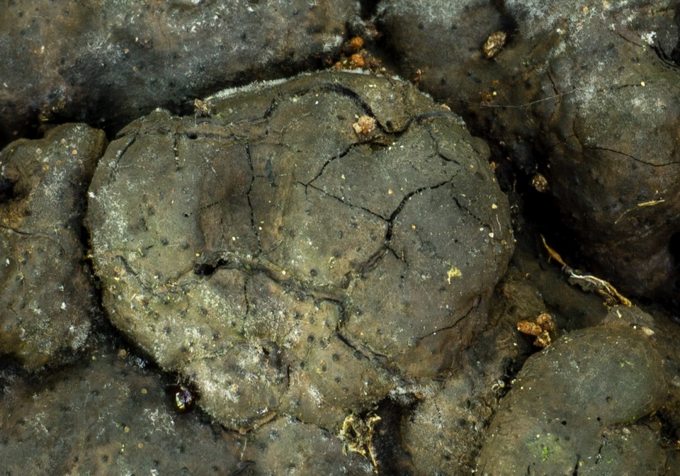 Annulohypoxylon multiforme var. multiforme image