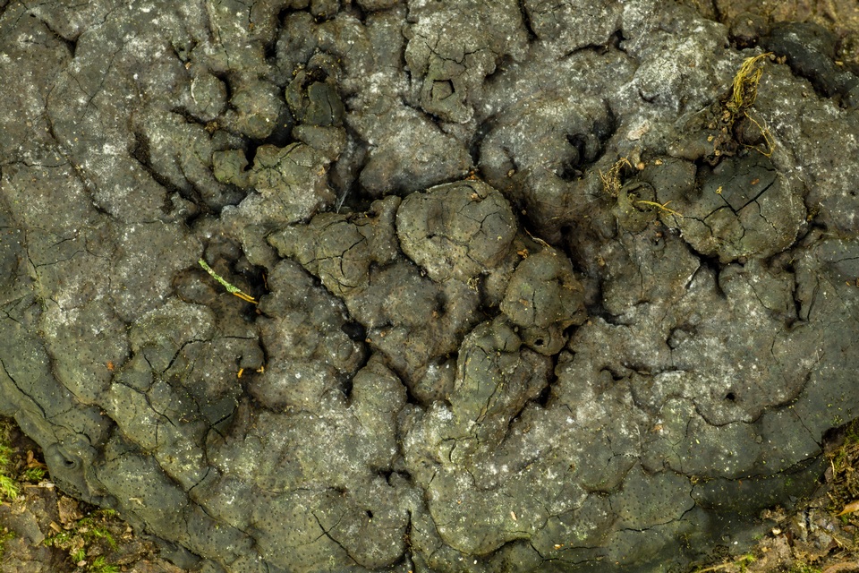 Annulohypoxylon multiforme var. multiforme image