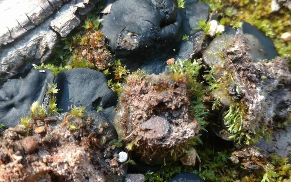 Plicaria carbonaria image