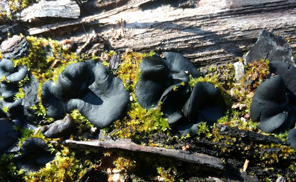 Plicaria carbonaria image