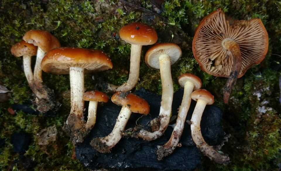 Pholiota castanea image
