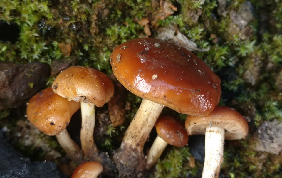 Pholiota castanea image