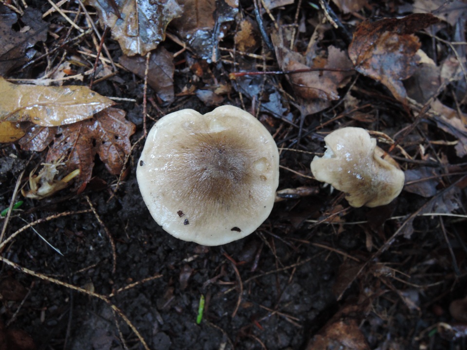 Tricholoma olivaceobrunneum image