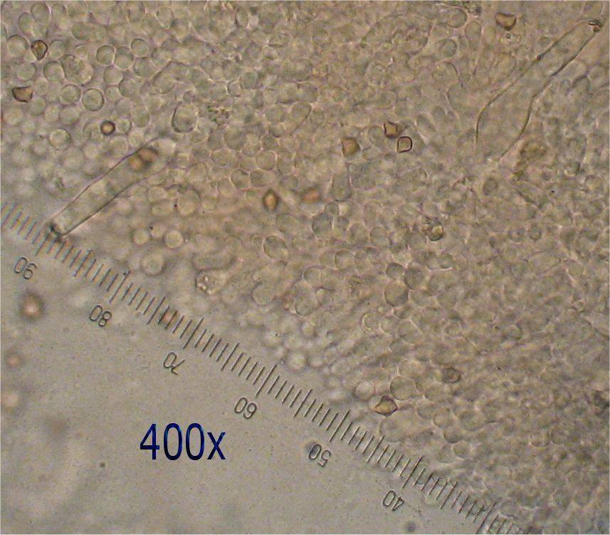 Inocybe relicina image