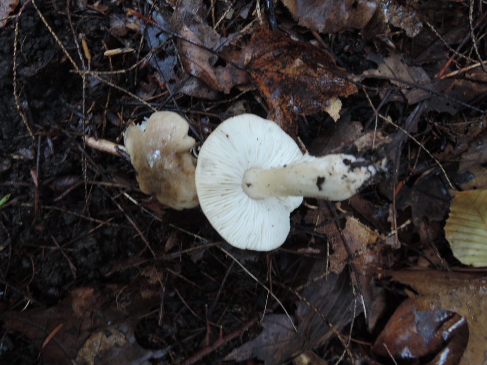 Tricholoma olivaceobrunneum image