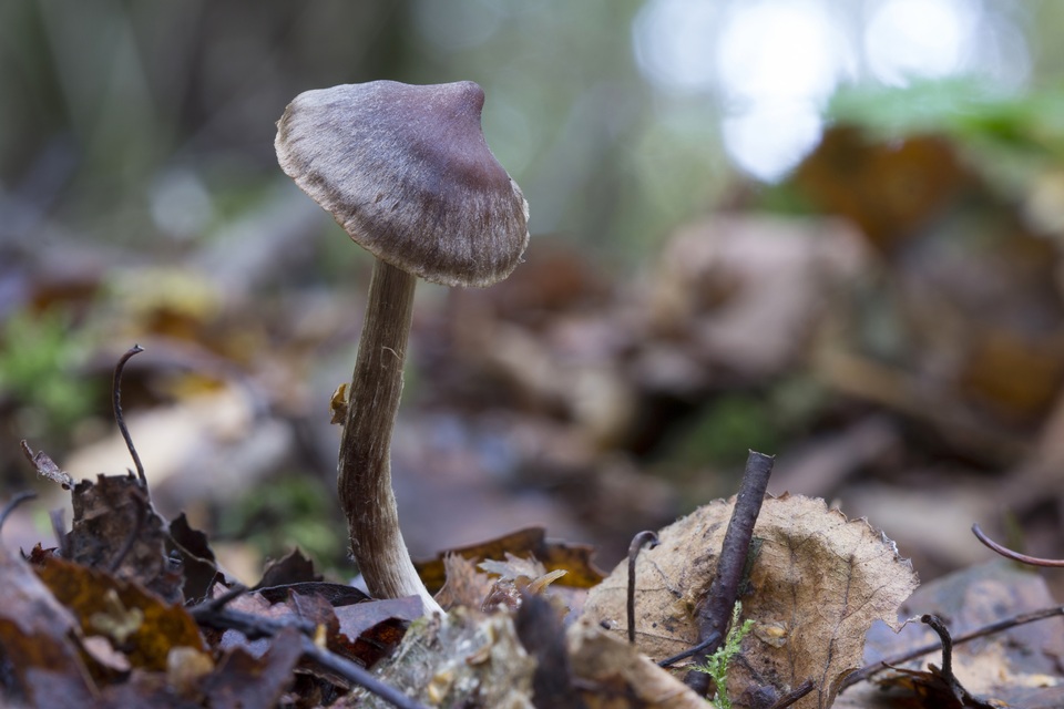 Cortinarius decipiens image