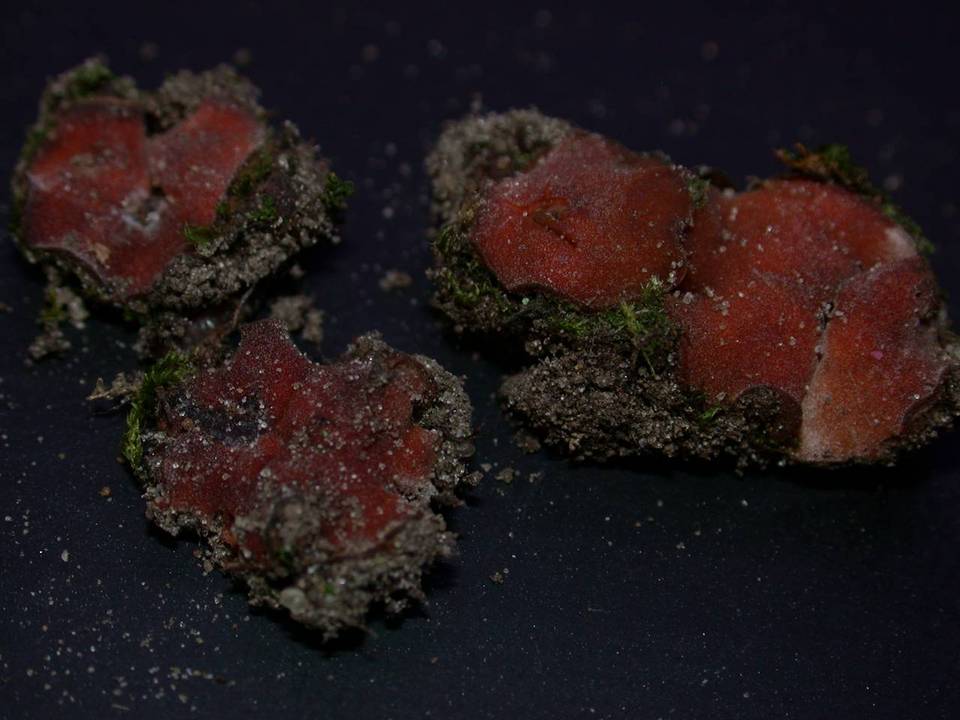 Lamprospora polytrichi image